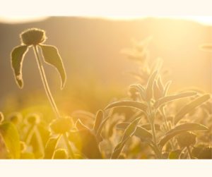 Lush field bathed in sunlight, representing the natural source of Vitamin D, associated with the advice from 'The Sunshine Vitamin: 20 Ways to Boost Your D Levels Naturally' article.