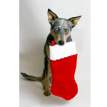 Dog carrying a Christmas stocking in its mouth, representing delightful Christmas gifts for dog lovers