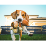 Dog gleefully playing with a new toy, a scene that encapsulates the joy of Christmas gifts for dog lovers.