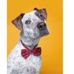 Dog sporting a bowtie, ready for the festive season, perfect for posts about Christmas gifts for dog lovers.