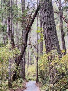 a lush forest, immersed in nature, illustrating the concept of forest bathing and reconnecting with the natural world. Wellness Habits.