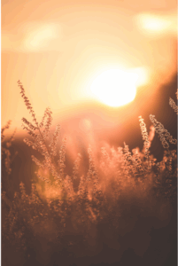 I Still Believe in Love: A peaceful sunrise reflects over a calm meadow, symbolizing renewed hope and the beauty of fresh starts.