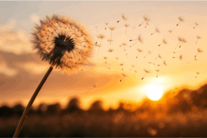 calming nature scene symbolizing relief from overthinking